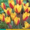 Tulpe Clusiana Cynthia (10 Stück) | Tulpenzwiebeln Von Jub Holland -Deutschland Wiesen Pracht Verkaufs-Shop 559736 Tulpe clusiana Cynthia 10 Stueck 304910 jb 0