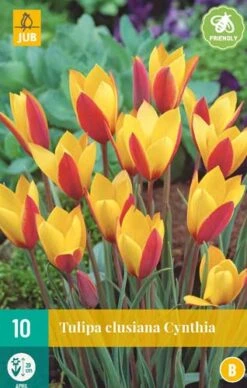Tulpe Clusiana Cynthia (10 Stück) | Tulpenzwiebeln Von Jub Holland