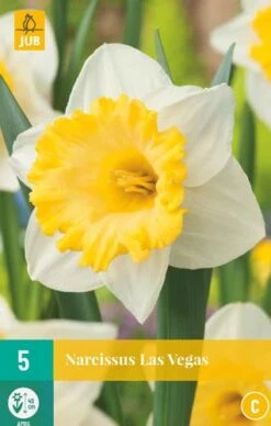 Narzisse Las Vegas (5 Stück) | Narzissenzwiebeln Von Jub Holland