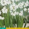Narzisse Paperwhite (5 Stück) | Narzissenzwiebeln Von Jub Holland 1 Narzisse Paperwhite (5 Stück) | Narzissenzwiebeln Von Jub Holland -Deutschland Wiesen Pracht Verkaufs-Shop 559927 Narzisse Paperwhite 5 Stueck 312210 jb 0