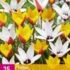 Tulpe Belles Tulipes (25 Stück) | Tulpenzwiebeln Von Jub Holland -Deutschland Wiesen Pracht Verkaufs-Shop 559938 Tulpe Belles Tulipes 25 Stueck 322250 jb 0
