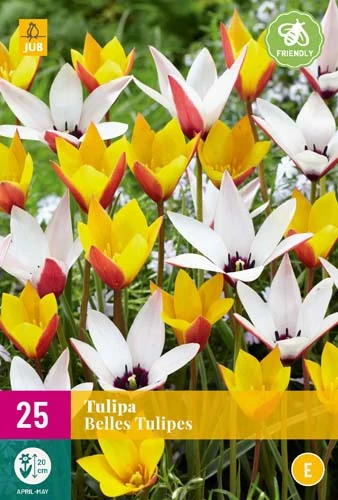 Tulpe Belles Tulipes (25 Stück) | Tulpenzwiebeln Von Jub Holland 3 Tulpe Belles Tulipes (25 Stück) | Tulpenzwiebeln Von Jub Holland