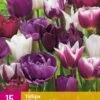 Tulpe Blueberry Mix (15 Stück) | Tulpenzwiebeln Von Jub Holland -Deutschland Wiesen Pracht Verkaufs-Shop 559940 Tulpe Blueberry Mix 15 Stueck 322300 jb 0