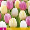 Tulpe Sorbet Mix (15 Stück) | Tulpenzwiebeln Von Jub Holland -Deutschland Wiesen Pracht Verkaufs-Shop 559964 Tulpe Sorbet Mix 15 Stueck 322670 jb 0