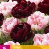 Tulpe Sweet Desire Mix (15 Stück) | Tulpenzwiebeln Von Jub Holland -Deutschland Wiesen Pracht Verkaufs-Shop 559969 Tulpe Sweet Desire Mix 15 Stueck 322690 jb 0