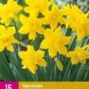 Narzisse Golden Ducat (15 Stück) | Narzissenzwiebeln Von Jub Holland -Deutschland Wiesen Pracht Verkaufs-Shop 559987 Narzisse Golden Ducat 15 Stueck 322980 jb 0