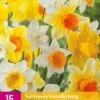 Narzisse Grootkronig Mix (15 Stück) | Narzissenzwiebeln Von Jub Holland -Deutschland Wiesen Pracht Verkaufs-Shop 559988 Narzisse Grootkronig Mix 15 Stueck 322990 jb 0