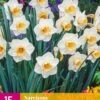 Narzisse Salome (15 Stück) | Narzissenzwiebeln Von Jub Holland -Deutschland Wiesen Pracht Verkaufs-Shop 559994 Narzisse Salome 15 Stueck 323190 jb 0