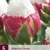 Tulpe Ice Cream (5 Stück) | Tulpenzwiebeln Von Jub Holland -Deutschland Wiesen Pracht Verkaufs-Shop 560091 Tulpe Ice Cream 5 Stueck 313935 jb 0