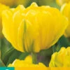 Tulpe Marie Jo (7 Stück) | Gefüllte Tulpen Von Jub Holland -Deutschland Wiesen Pracht Verkaufs-Shop 561636 Tulpe Marie Jo 7 Stueck 301455 jb 0