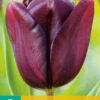 Tulpe Continental (7 Stück) | Triumph-Tulpen Von Jub Holland -Deutschland Wiesen Pracht Verkaufs-Shop 561637 Tulpe Continental 7 Stueck 301633 jb 0