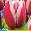 Tulpe Guus Papendrecht (10 Stück) | Triumph-Tulpen Von Jub Holland -Deutschland Wiesen Pracht Verkaufs-Shop 561638 Tulpe Guus Papendrecht 10 Stueck 301730 jb 0