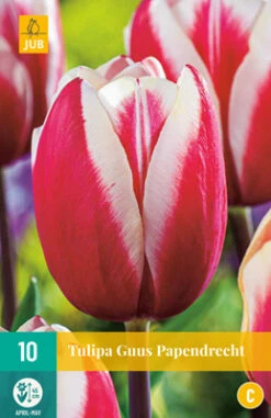 Tulpe Guus Papendrecht (10 Stück) | Triumph-Tulpen Von Jub Holland