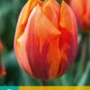 Tulpe Hermitage (7 Stück) | Triumph-Tulpen Von Jub Holland -Deutschland Wiesen Pracht Verkaufs-Shop 561639 Tulpe Hermitage 7 Stueck 301765 jb 0