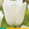 Tulpe Royal Virgin (7 Stück) | Triumph-Tulpen Von Jub Holland -Deutschland Wiesen Pracht Verkaufs-Shop 561641 Tulpe Royal Virgin 7 Stueck 301980 jb 0