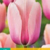 Tulpe Salmon Impression (10 Stück) | Darwin-Hybrid-Tulpen Von Jub Holland -Deutschland Wiesen Pracht Verkaufs-Shop 561642 Tulpe Salmon Impression 10 Stueck 302360 jb 0