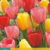 Tulpen Mischung (10 Stück) | Darwin-Hybrid-Tulpen Von Jub Holland -Deutschland Wiesen Pracht Verkaufs-Shop 561643 Tulpen Mischung 10 Stueck 302410 jb 0