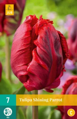 Tulpe Shining Parrot (7 Stück) | Papagei-Tulpen Von Jub Holland