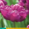 Tulpe Mariola (7 Stück) | Gefüllte Tulpen Von Jub Holland