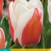 Tulpe Willem Van Den Akker (7 Stück) | Greigii-Tulpen Von Jub Holland -Deutschland Wiesen Pracht Verkaufs-Shop 561649 Tulpe Willem Van Den Akker 7 Stueck 304635 jb 0