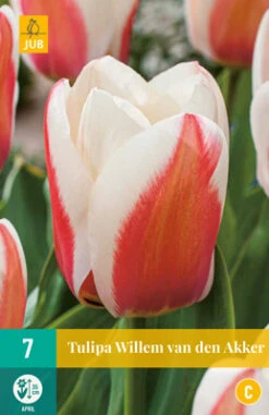Tulpe Willem Van Den Akker (7 Stück) | Greigii-Tulpen Von Jub Holland