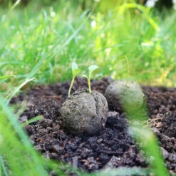 Samenbomben Der Gelbe Sonnenschein (6 Stück) | Blumensamenmischung Von FLORTUS 12 Samenbomben Der Gelbe Sonnenschein (6 Stück) | Blumensamenmischung Von FLORTUS -Deutschland Wiesen Pracht Verkaufs-Shop 562164 Samenbomben Der Gelbe Sonnenschein 6 Stueck 2000 1055 6