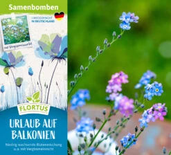 Samenbomben Urlaub Auf Balkonien (6 Stück) | Blumensamenmischung Von FLORTUS -Deutschland Wiesen Pracht Verkaufs-Shop 562167 Samenbomben Urlaub auf Balkonien 6 Stueck 2000 1058 2
