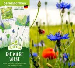 Samenbomben Die Wilde Wiese (6 Stück) | Wildblumenwiese Von FLORTUS -Deutschland Wiesen Pracht Verkaufs-Shop 562168 Samenbomben Die wilde Wiese 6 Stueck 2000 1059 2
