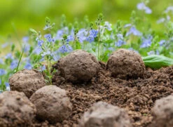 Samenbomben Set (8 Päckchen) | Blumensamenmischung Von FLORTUS 16 Samenbomben Set (8 Päckchen) | Blumensamenmischung Von FLORTUS -Deutschland Wiesen Pracht Verkaufs-Shop 562498 Samenbomben Set 8 Paeckchen 2000 2367 6 1