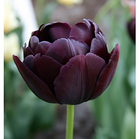 Deutschland Wiesen Pracht Verkaufs-Shop -Deutschland Wiesen Pracht Verkaufs-Shop 52426 Gef. spte Tulpen Black Hero 112827