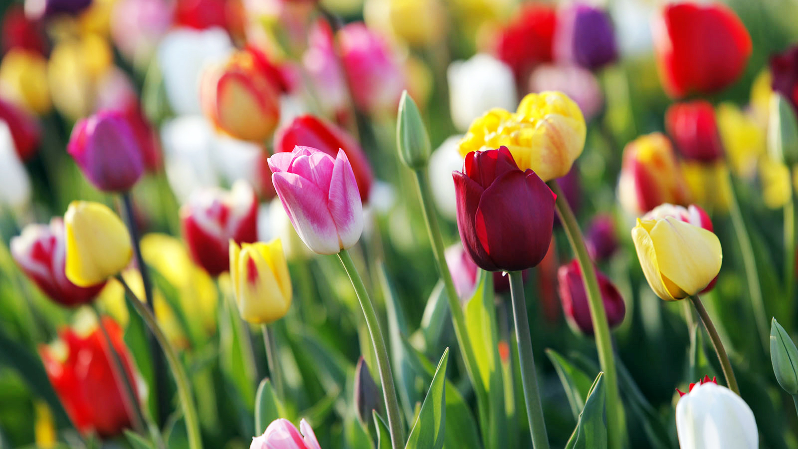 Deutschland Wiesen Pracht Verkaufs-Shop -Deutschland Wiesen Pracht Verkaufs-Shop Blumenzwiebeln Fruehjahr