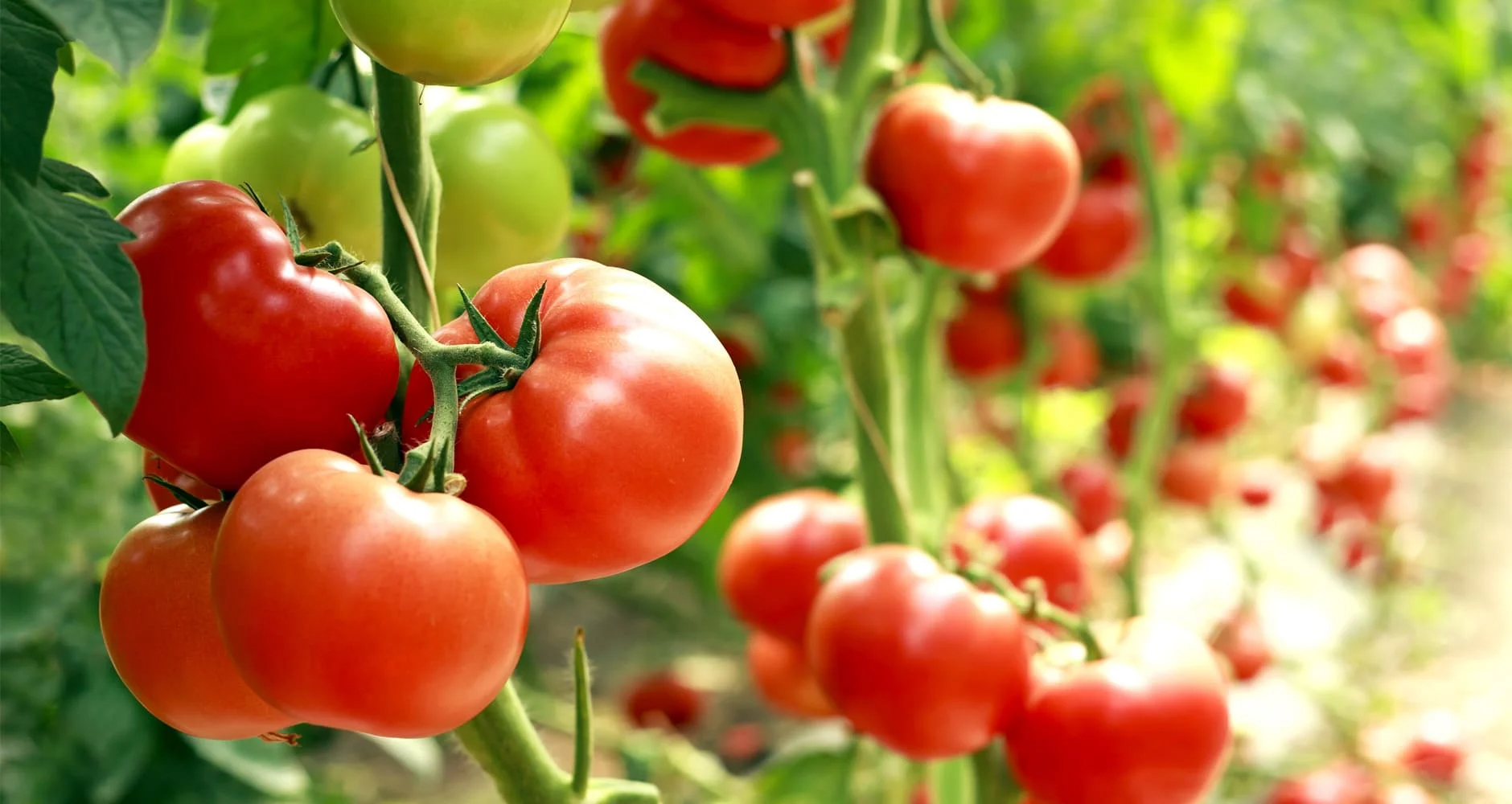 Deutschland Wiesen Pracht Verkaufs-Shop -Deutschland Wiesen Pracht Verkaufs-Shop Planting Guide Tomatoes A118789228